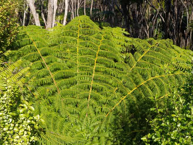 Lots 1-3 Kapawiti Road, Mangawhai Heads