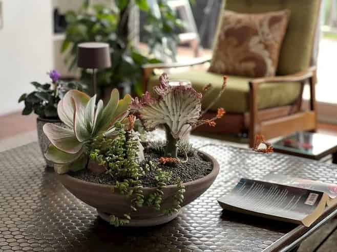 Established Lifestyle & Plant Retail Business