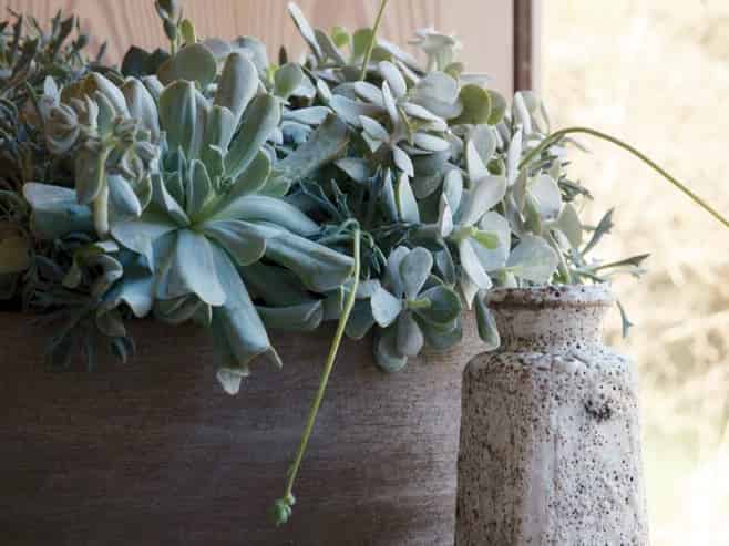 Established Lifestyle & Plant Retail Business