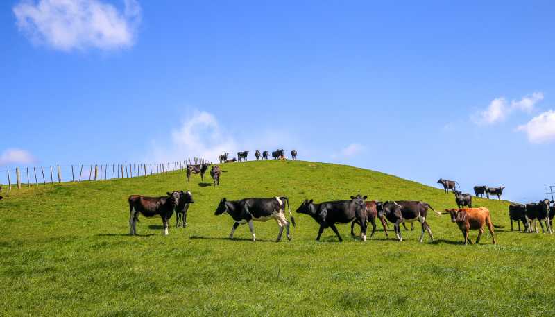 2593 Tapu Coroglen Road, Coroglen