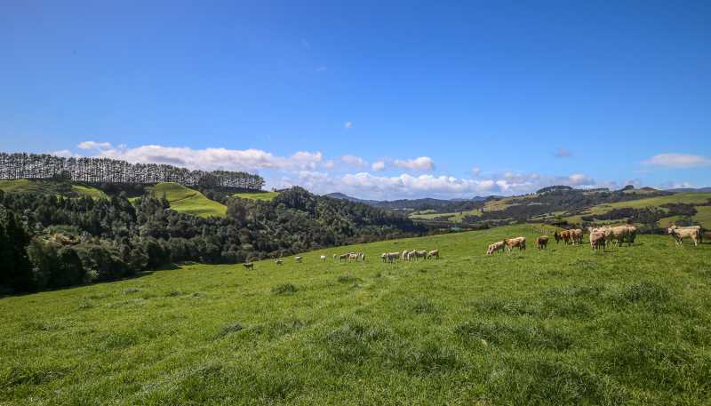 2593 Tapu Coroglen Road, Coroglen
