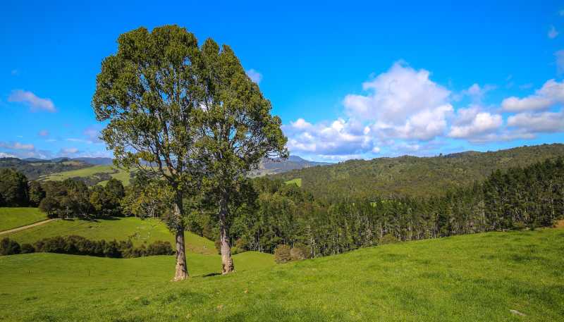 2593 Tapu Coroglen Road, Coroglen