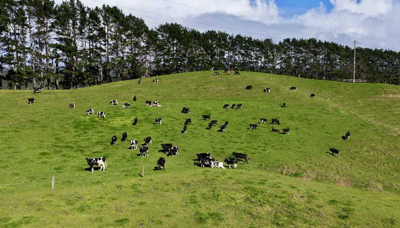 2593 Tapu Coroglen Road, Coroglen