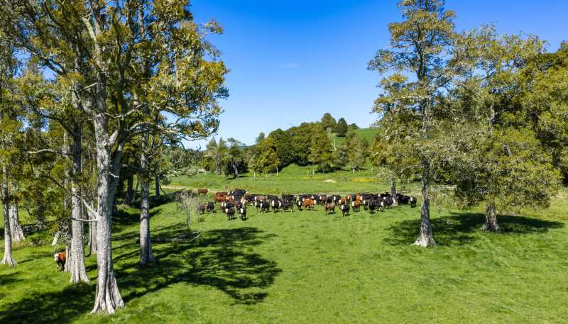 246 Allen and Eyre Road, Onewhero