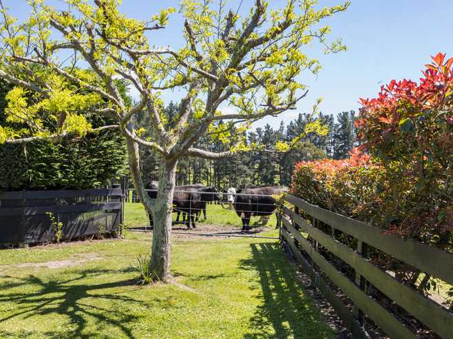 831 Halcombe Road, Feilding