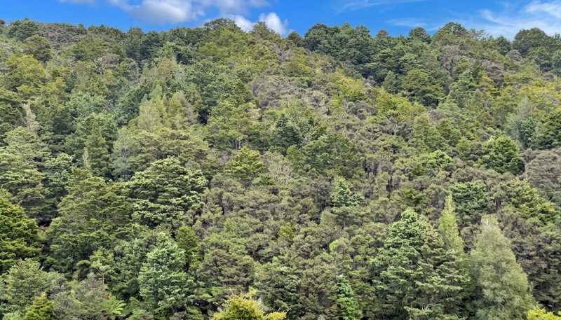 583 Lusk Road, Ruawai