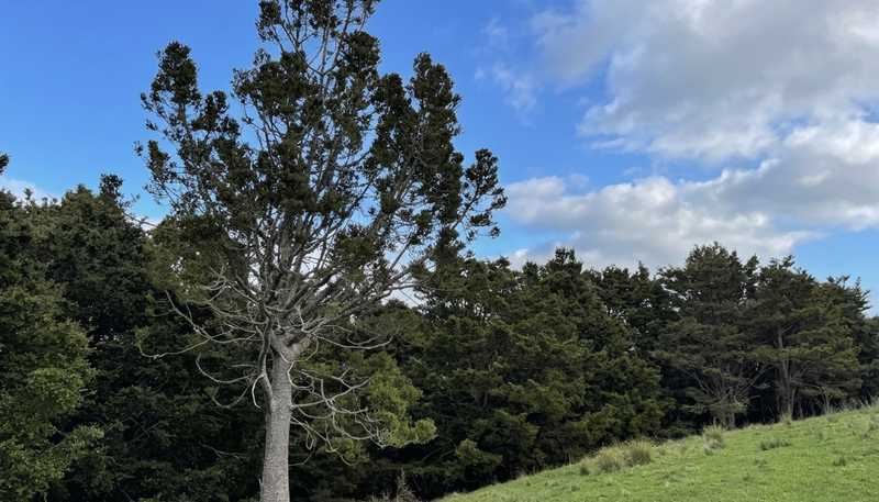 583 Lusk Road, Ruawai