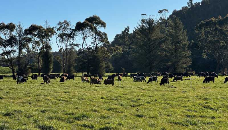 451 Umere Road, Karamea