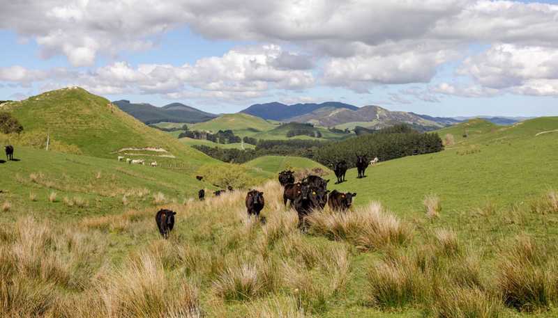 2256 Weber Road, Dannevirke