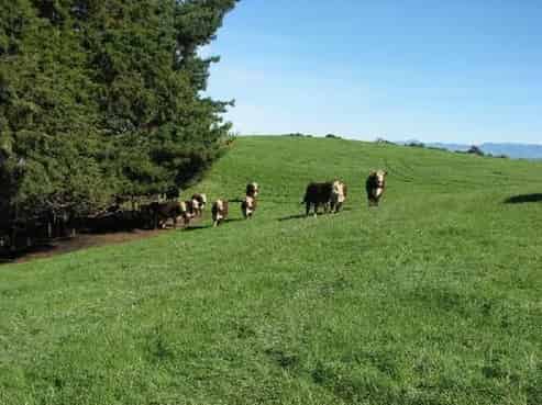 1522 Argyll Road, Otane